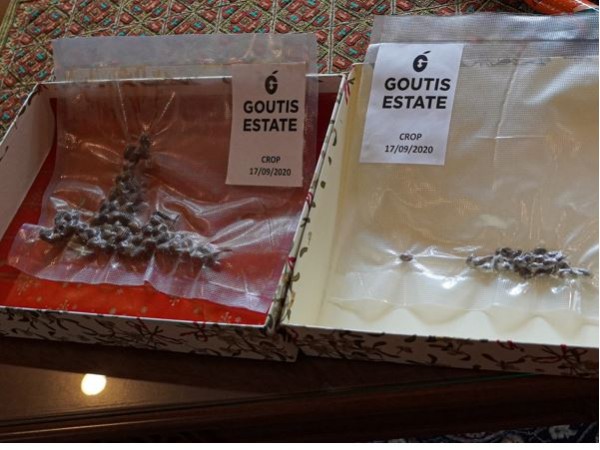 Ελιές από την Ολυμπία… ταξίδεψαν στο διάστημα πριν από τον Μάσκ και τον Μπέζος