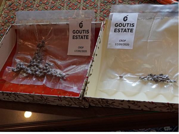 Ελιές από την Ολυμπία… ταξίδεψαν στο διάστημα πριν από τον Μάσκ και τον Μπέζος