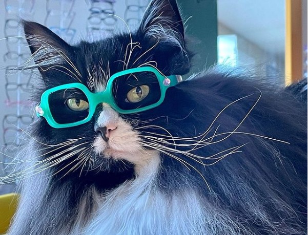 Truffles The Kitty – Η γάτα που φοράει γυαλιά για να βοηθήσει παιδιά με προβλήματα όρασης