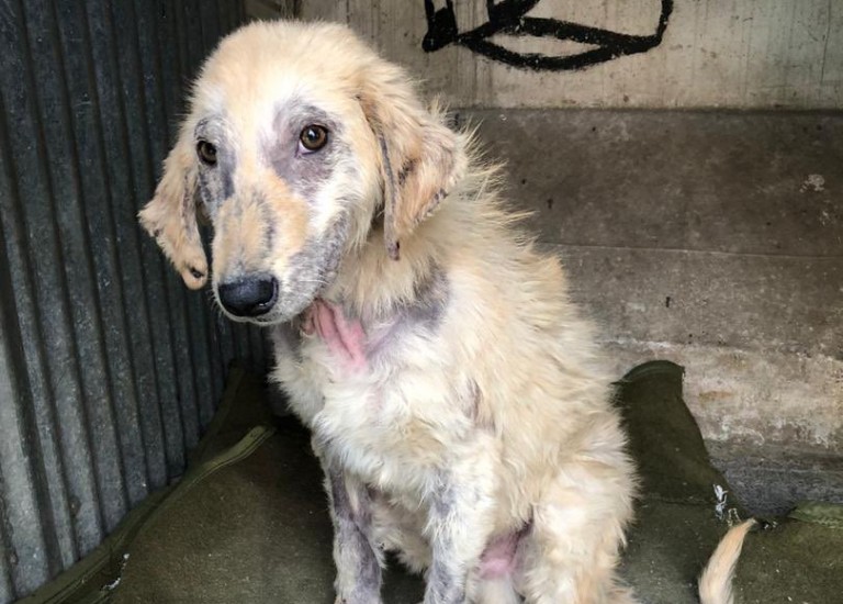 Αφγανιστάν – Η Βρετανία σχεδιάζει να απομακρύνει σκύλους και γάτες από την Καμπούλ