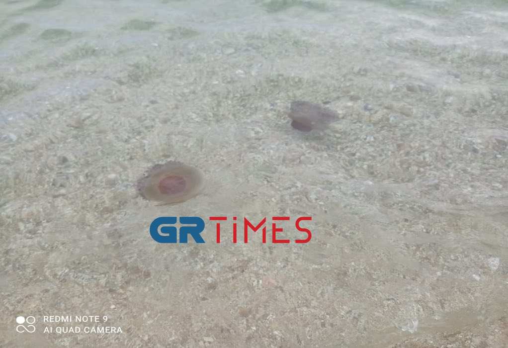Χαλκιδική – Κοπάδι από μέδουσες σε παραλία στην Ολυμπιάδα
