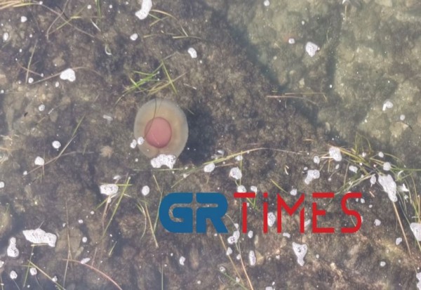 Θεσσαλονίκη – Γέμισε μέδουσες σαν «αυγά μάτια» ο Θερμαϊκός