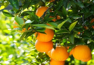 Εσπεριδοειδή – Αντιμετώπιση των εχθρών της εποχής