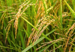 Αναγνωρίζεται ως Εθνική η Διεπαγγελματική Οργάνωση Ελληνικού Ρυζιού