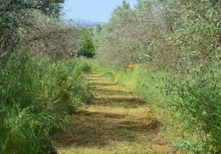 Έκθεση ΟΗΕ – Τι υποστηρίζει για τις επιδοτήσεις στη γεωργία
