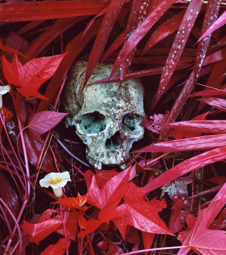 Richard Mosse - Ο πολεμικός φωτογράφος με την γουορχολική ματιά | in.gr