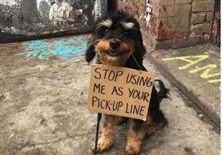 Αυτός ο σκύλος έδειξε στους ανθρώπους τι κάνουν λάθος και έγινε viral