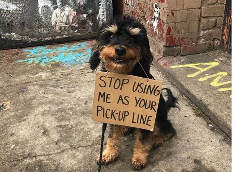 Αυτός ο σκύλος έδειξε στους ανθρώπους τι κάνουν λάθος και έγινε viral