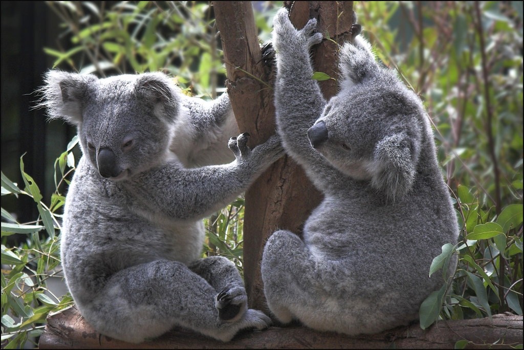 «Δραματική» μείωση των κοάλα στην πυρόπληκτη Αυστραλία