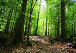 Ανοίγει ο δρόμος για την ανάρτηση των δασικών χαρτών
