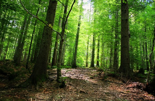 Ανοίγει ο δρόμος για την ανάρτηση των δασικών χαρτών