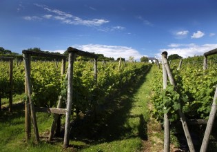 Αμπέλι – Τι πρέπει να προσέξουν οι παραγωγοί αυτή την περίοδο