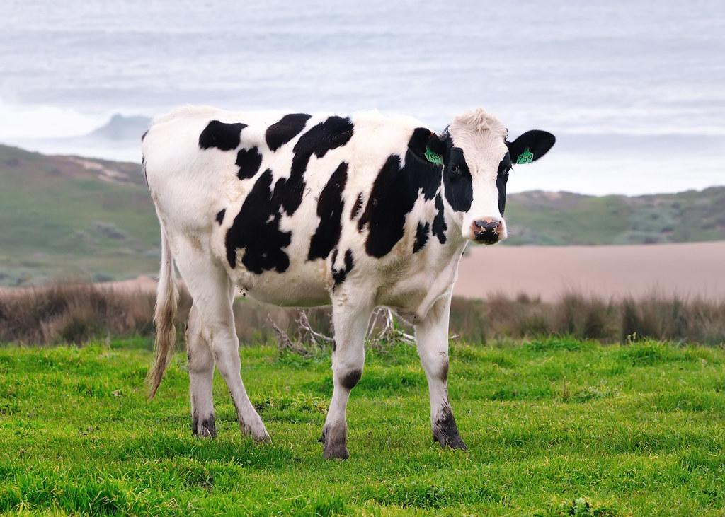Αγελάδες εκπαιδεύτηκαν να… πηγαίνουν τουαλέτα για να μειωθούν τα αέρια του θερμοκηπίου