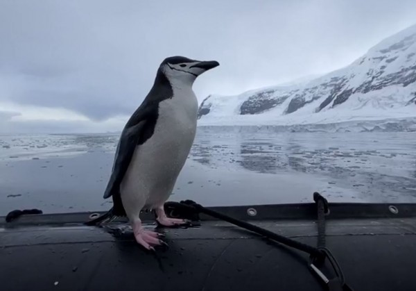 Θα «λιώσετε» – Ο πιγκουίνος που δεν αντέχει τη μοναξιά
