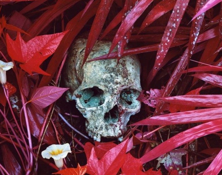 Richard Mosse – Ο πολεμικός φωτογράφος με την γουορχολική ματιά