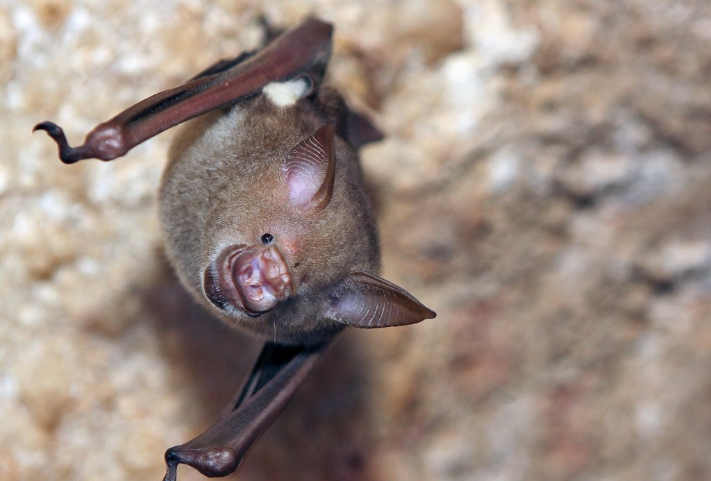 Κοροναϊός – Στενοί συγγενείς του ιού στο Λάος μπορούν να μολύνουν ανθρώπους