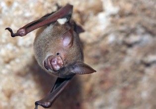 Κοροναϊός – Στενοί συγγενείς του ιού στο Λάος μπορούν να μολύνουν ανθρώπους