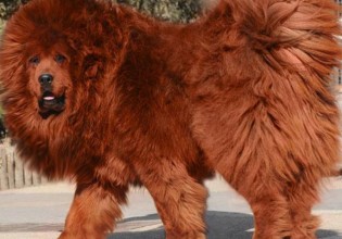 Αυτά είναι τα πιο ακριβά κατοικίδια στο κόσμο