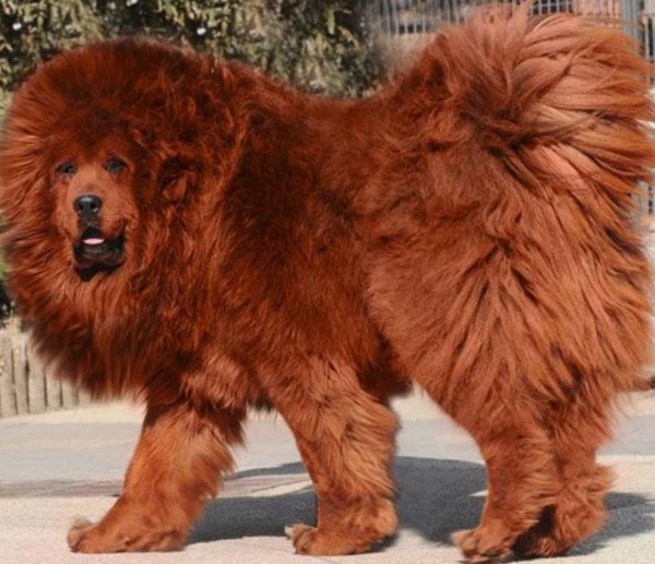 Αυτά είναι τα πιο ακριβά κατοικίδια στο κόσμο