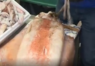 Μενίδι – Καλαμάρι γίγας σε ιχθυοπωλείο – Ξεπερνά το 1,5 μέτρο