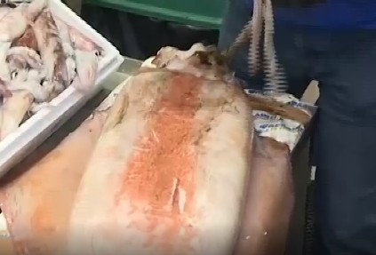 Μενίδι – Καλαμάρι γίγας σε ιχθυοπωλείο – Ξεπερνά το 1,5 μέτρο