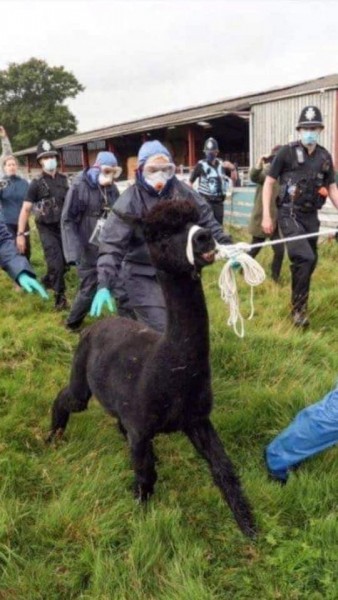 Ηνωμένο Βασίλειο – Τέλος στη δικαστική διαμάχη – Θανατώθηκε το αλπακά Τζερόνιμο