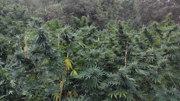Χανιά – Εντόπισαν φυτεία με 1.020 δενδρύλλια κάνναβης – Έφταναν τα 3,5 μέτρα, αναζητούνται οι ιδιοκτήτες