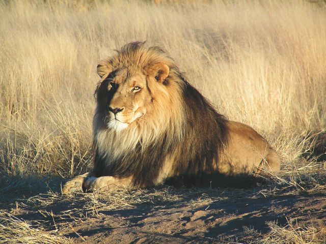 Θετικά στον κοροναϊό έξι λιοντάρια και τρεις τίγρεις του ζωολογικού κήπου της Ουάσιγκτον