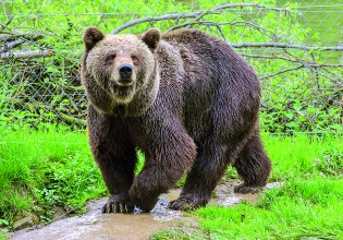 Φλώρινα – Νεκρή από σφαίρες όπλου βρέθηκε καφέ αρκούδα