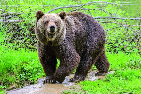 Φλώρινα – Νεκρή από σφαίρες όπλου βρέθηκε καφέ αρκούδα