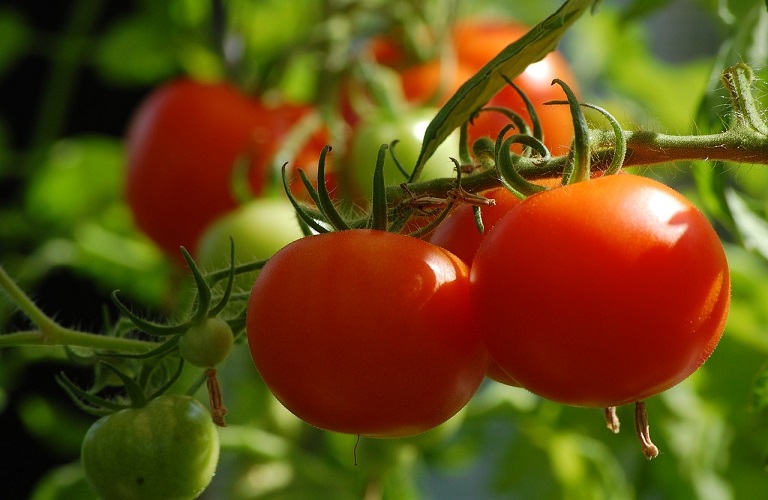 Υπαίθρια ντομάτα – Συστάσεις για μυκητολογικές ασθένειες