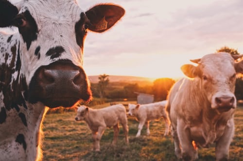 Ολλανδία - Η κτηνοτροφία στο «στόχαστρο», λόγω κλιματικής κρίσης