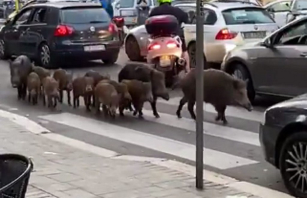 Ιταλία – Αγριογούρουνα κάνουν ανέμελα βόλτα στους δρόμους της Ρώμης