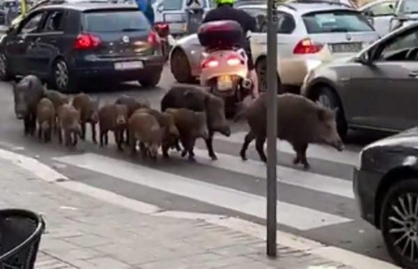 Ιταλία – Αγριογούρουνα κάνουν ανέμελα βόλτα στους δρόμους της Ρώμης