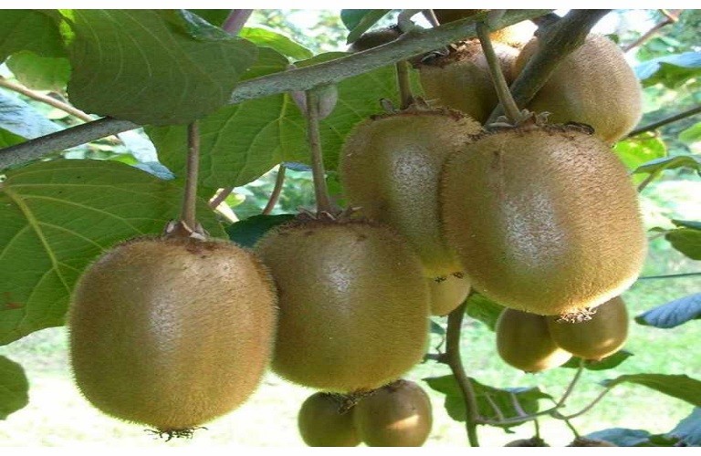 Συγκομιδή ακτινιδίων – Εντατικοποίηση των ελέγχων ζητά η ΕΔΟΑ