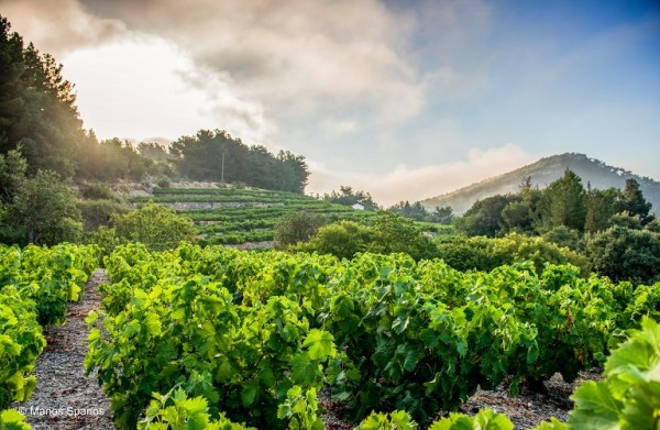 Γαλλία – Στην τρίτη θέση παγκοσμίως ως παραγωγός κρασιού το 2021