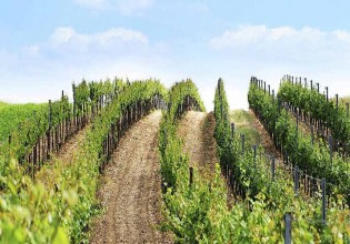 Αμπέλι – Τι πρέπει να προσέξουν οι καλλιεργητές μετά τον τρύγο