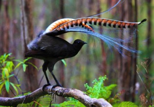 Πουλί σε ζωολογικό κήπο της Αυστραλίας μιμείται τέλεια μωρό που κλαίει