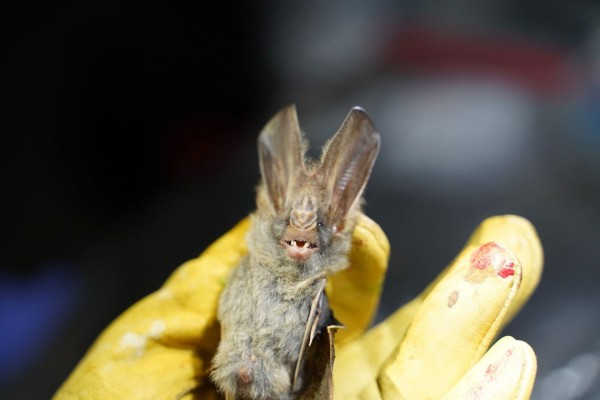 Κοροναϊός – Ξανά στο «στόχαστρο» οι νυχτερίδες για την προέλευση του ιού
