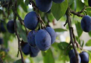 Παρουσιάστηκε επιβλαβής οργανισμός σε πυρηνόκαρπα – Μέτρα και συστάσεις