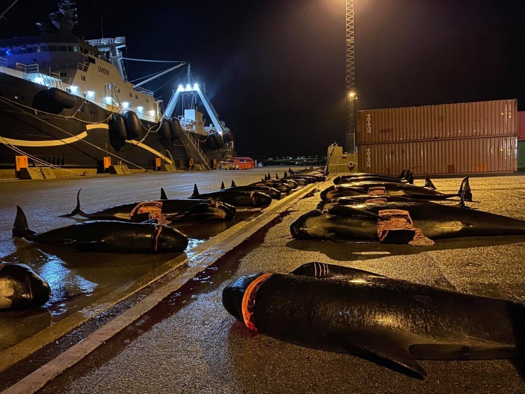 Νησιά Φερόε – H θάλασσα βάφτηκε ξανά «κόκκινη» – Σφαγιάστηκαν άλλα 52 δελφίνια