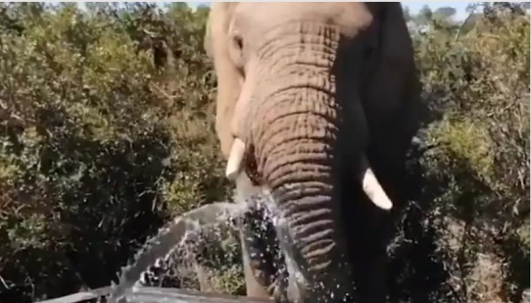 Απρόσμενοι επισκέπτες – Ελέφαντες παίζουν σε πισίνα οικογένειας