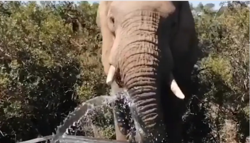 Απρόσμενοι επισκέπτες - Ελέφαντες παίζουν σε πισίνα οικογένειας