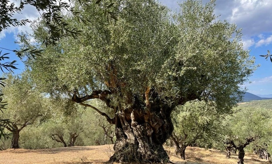 Να δημιουργήσουν ένα 