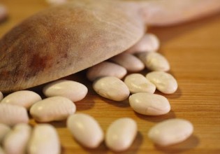 Δυτ. Μακεδονία – Μεγάλη μείωση στην παραγωγή φασολιών