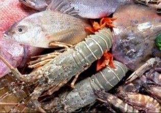 «Μπλε τρόφιμα» – Μέχρι το 2050 θα διπλασιαστεί η κατανάλωσή τους