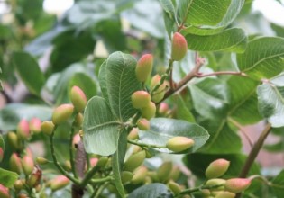 Φιστικιά – Βοτρυοσφαίρια και Σεπτορίωση – Συστάσεις