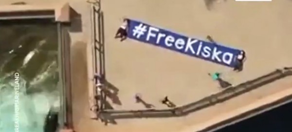 Η πιο μοναχική φάλαινα στον κόσμο υποφέρει – Χτυπά το κεφάλι της στο γυαλί επί 30 δευτερόλεπτα