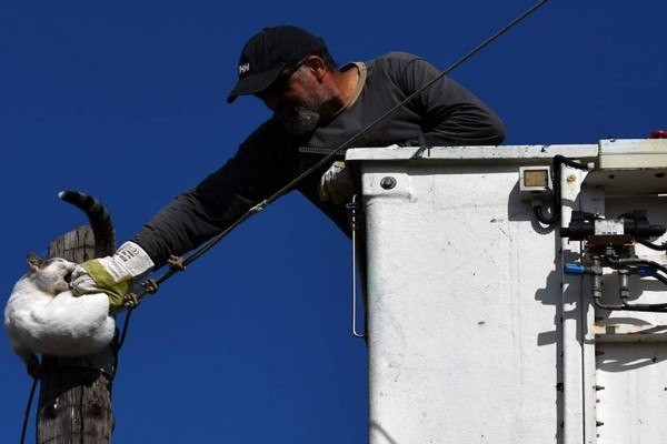 Απίθανο βίντεο – Διάσωση… ατίθασης γάτας από κολόνα της ΔΕΗ