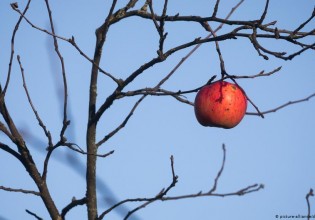 Γερμανία – Αυξήθηκαν οι κλοπές φρούτων κατά την πανδημία